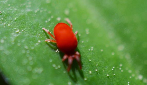 insecticid acarieni